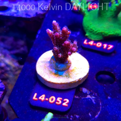 Acropora sp. PREMIUM AUSTRALIA (20.05.2026) L4-052  5cm