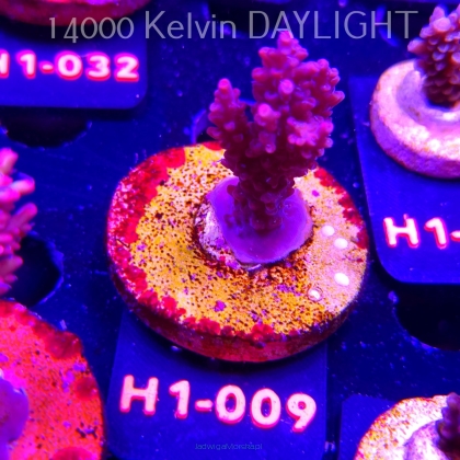 Acropora microclados STRAWBERRY SHORTCAKE (24.05.2026) H1-009  5cm