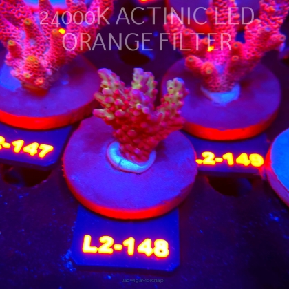 Acropora microclados SSC TYPE (14.08.2026) L2-148  4cm
