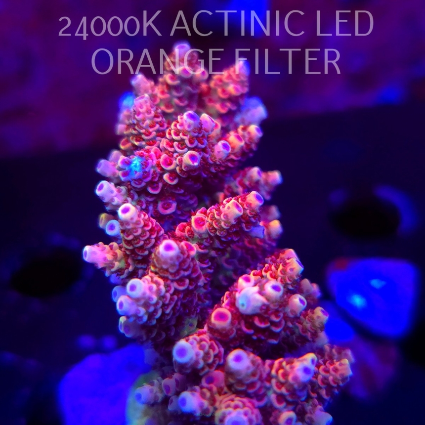 Acropora HYACINTHUS CORALSEA (07.02.2026)  8cm