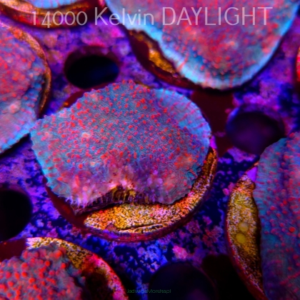 Echinophyllia Lava Rush Chalice (18.05.2025)  5cm