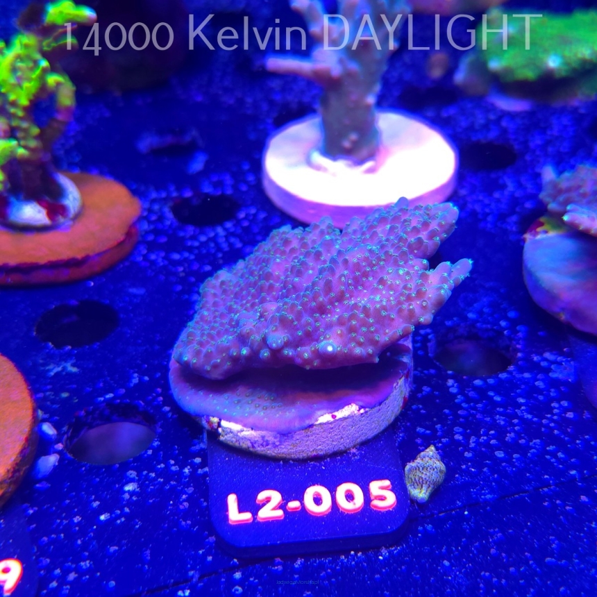 Acropora efflorescens TABLE ACRO (16.11.2025) L2-005  7cm