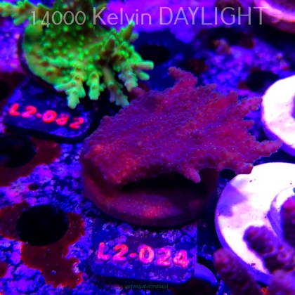 Acropora efflorescens TABLE ACRO (18.03.2026) L2-024  6cm