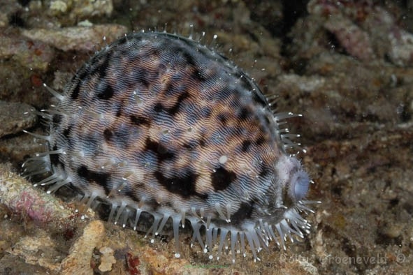 Cypraea species (Porcelanka) 2cm