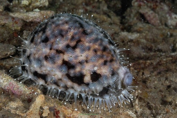 Cypraea species (Porcelanka)