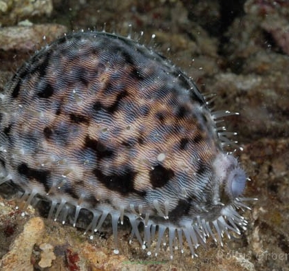 Cypraea species (Porcelanka)