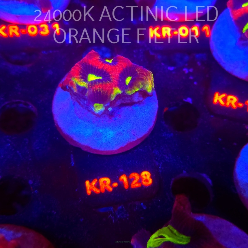 Favites complanata OG DRAGON SOUL (21.02.2026) KR-128  4cm