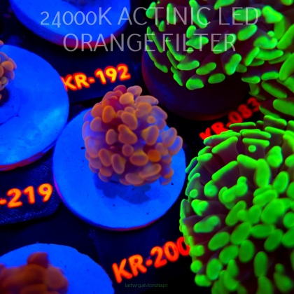 Euphyllia paraancora GOLD 24K HAMMER (04.04.2026) KR-200
