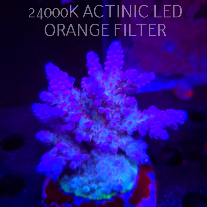 Acropora LORIPES FIJI PREMIUM (03.03.2026)  9cm