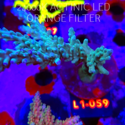 Acropora sp. AUSTRALIA  (14.03.2026) L1-059  15cm