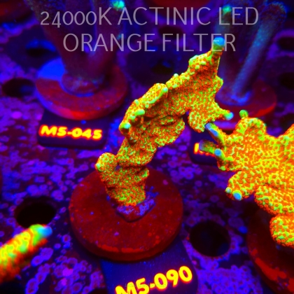 Montipora samarensis BUBBLEGUM (13.04.2026) M5-090  9cm