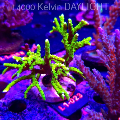 Anacropora WWC SLIMEBALL (16.03.2026) L1-023  10cm
