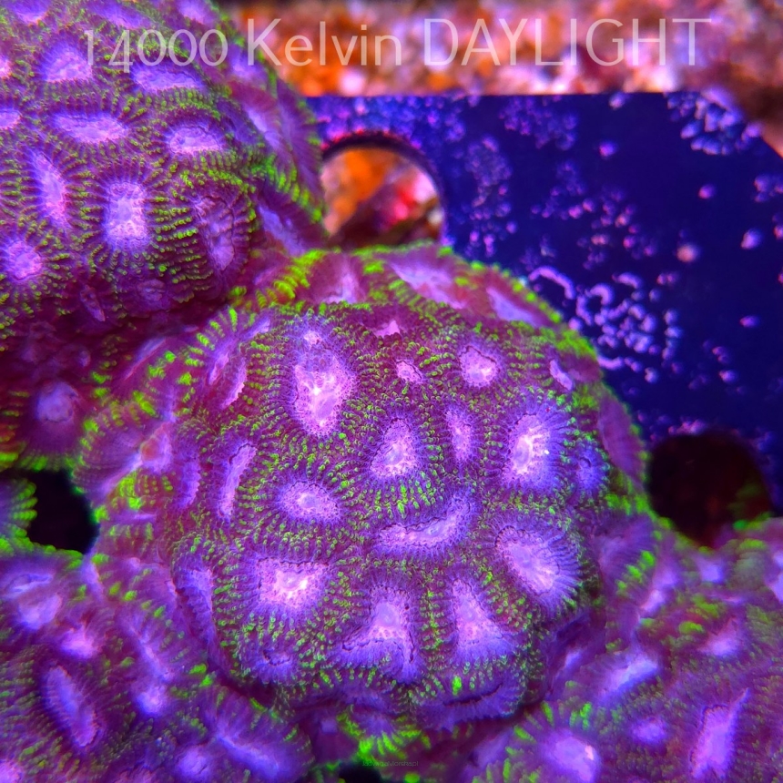 Favia WWC SPACE MONKEY (23.11.2025)  7cm