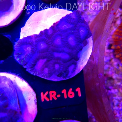 Favia WWC SPACE MONKEY (20.04.2026) KR-161  5cm
