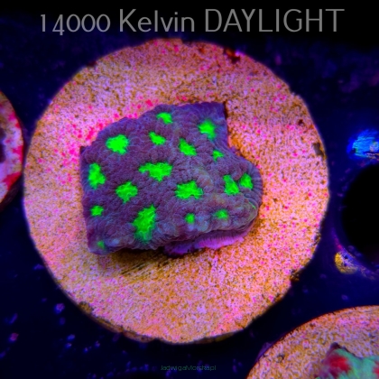 Favites DRAGON SOUL PRISM (18.05.2025)  3cm