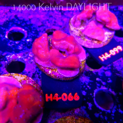 Blue Ridge Coral - Heliopora coerulea - Blue Fire Coral (01.06.2026) H4-066  5cm