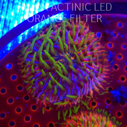 Heliofungia fralinae RAINBOW ULTRA (16.10.2025)  6cm