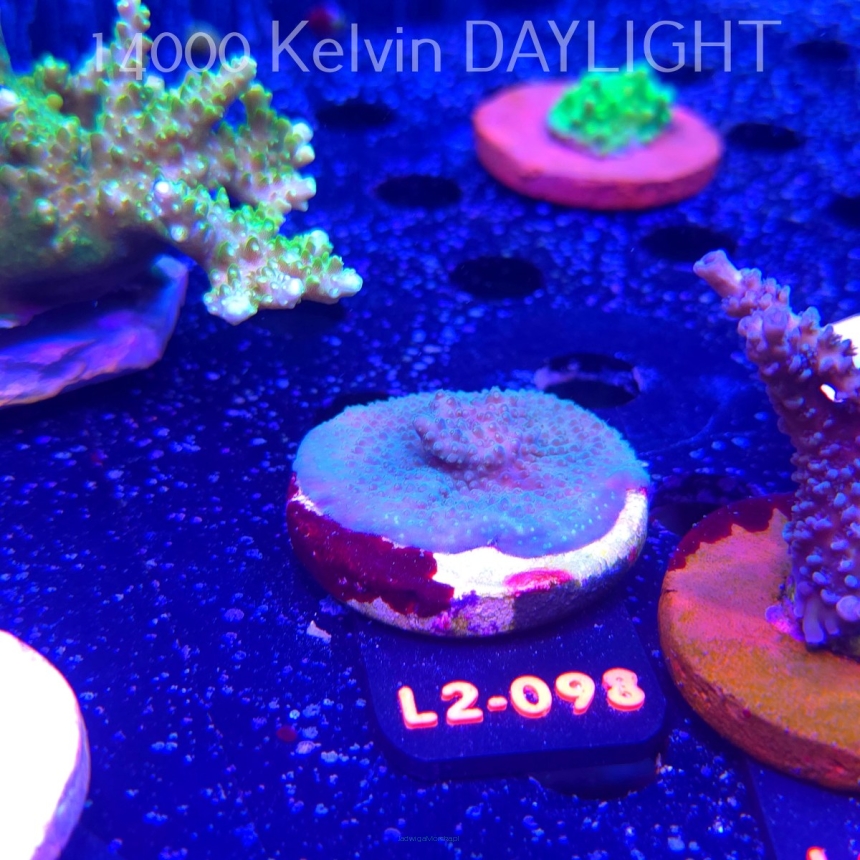 Acropora sp. AUSTRALIA (16.11.2025) L2-098  3cm