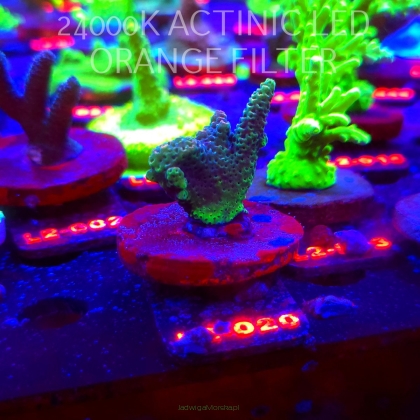 Acropora sp. AUSTRALIA (19.03.2026) L2-020  4cm