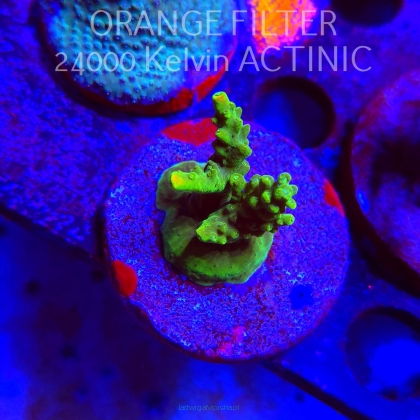 Acropora RR RAINBOW LOOM (21.06.2025) L4-I-6  4cm
