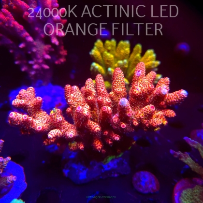 Acropora MILLEPORA BUBBLEGUM (13.02.2026) H1  10cm