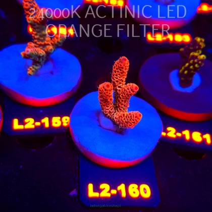 Acropora MILLEPORA ORANGE FUSION (14.08.2026) L2-160  4cm