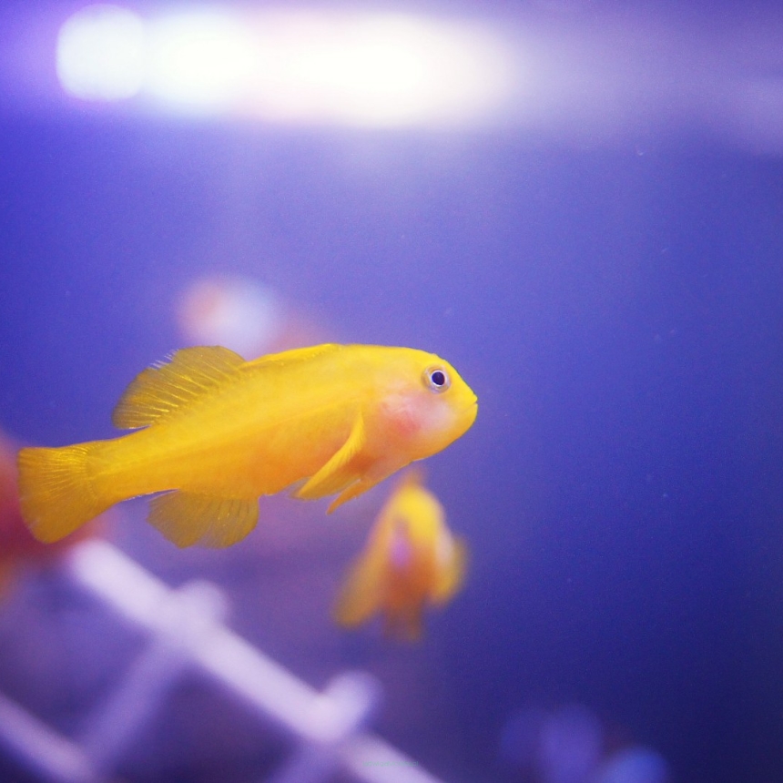 Gobiodon okinawae rozmiar 2 cm