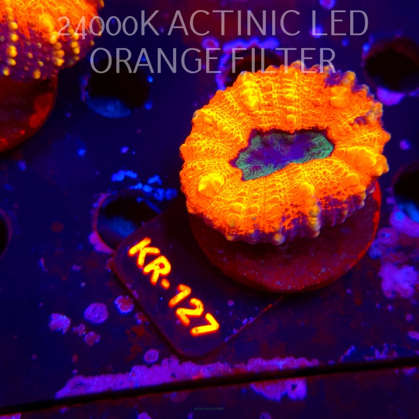 Lobophyllia corymbosa ULTRA Australia (01.06.2026) KR-127  6cm