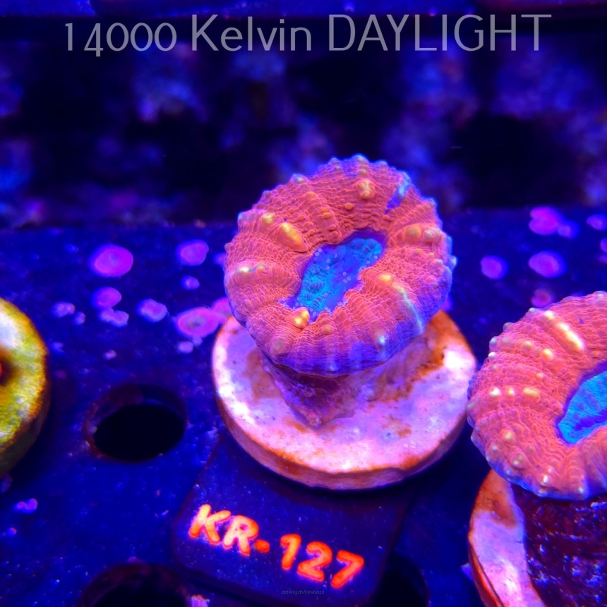 Lobophyllia corymbosa ULTRA Australia (21.02.2026) KR-127