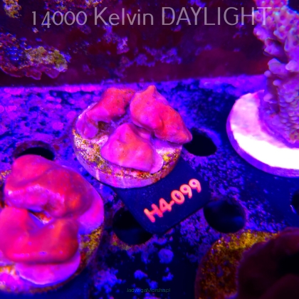 Blue Ridge Coral - Heliopora coerulea - Blue Fire Coral (01.06.2026) H4-099  5cm