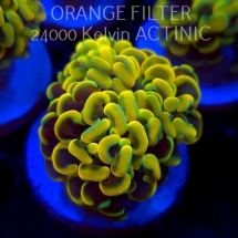 Euphyllia paraancora GOLD HOLOGRAM HAMMER (01.04.2025)
