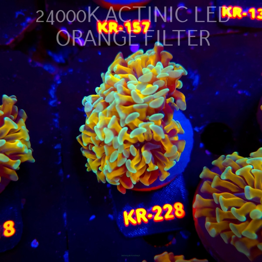 Euphyllia paraancora HOLY GRAIL HAMMER (04.04.2026) KR-228  2H