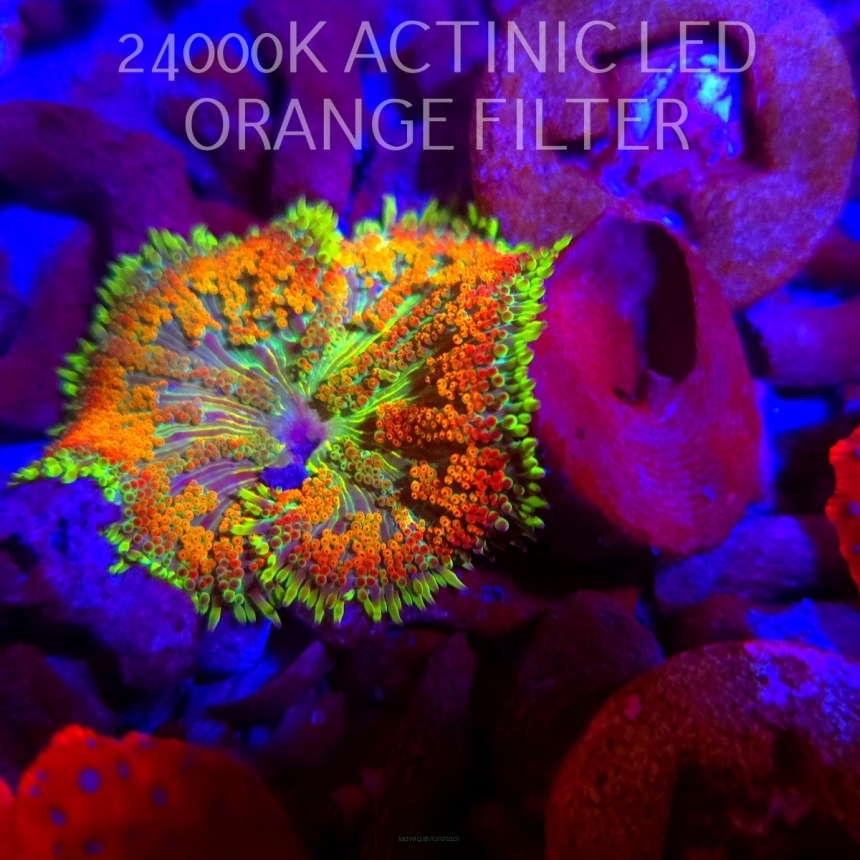 Stichodactyla TAPETUM Mini-Maxi Carpet Anemone RAINBOW (23.11.2025)  4cm