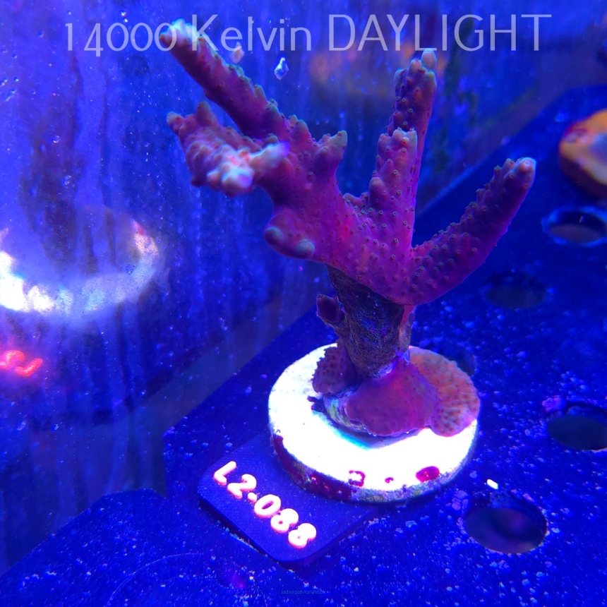 Acropora sp. AUSTRALIA (14.11.2025) L2-088  14cm