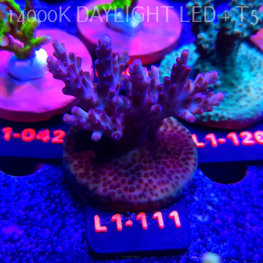 Acropora JMC PINK DREAM (11.10.2025) L1-111  6cm