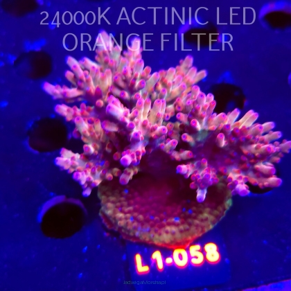 Acropora JMC PINK DREAM (14.03.2026) L1-058  9cm