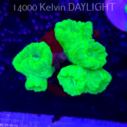 Caulastrea furcata (01.09.2025)  5P