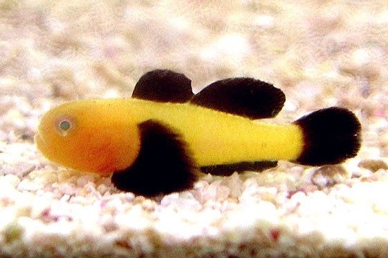 Paragobiodon lacunicolus Gobiodon PANDA rozmiar 1 cm