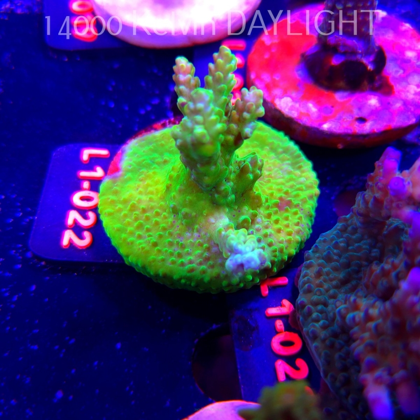 Acropora sp. PREMIUM AUSTRALIA  (03.08.2026) L1-022  6cm