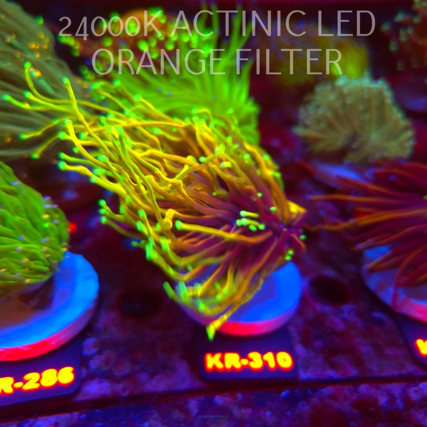 Euphyllia glabrescens OG DRAGON SOUL (19.09.2026) KR-310  3 HEADS