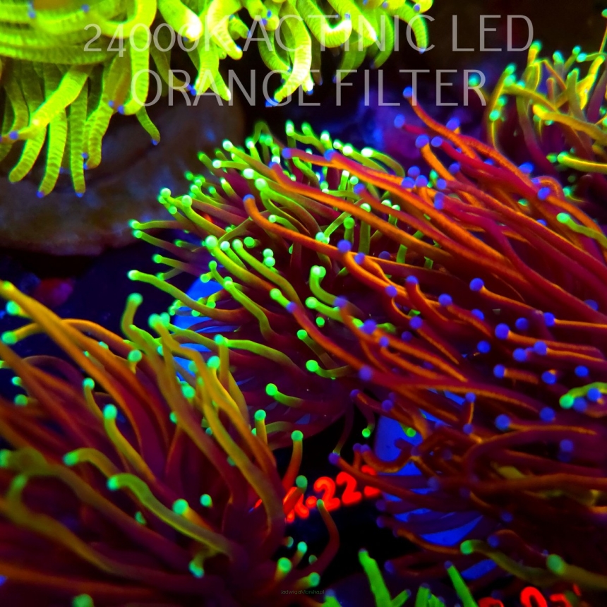 Euphyllia glabrescens DRAGON SOUL (04.04.2026) KR-222