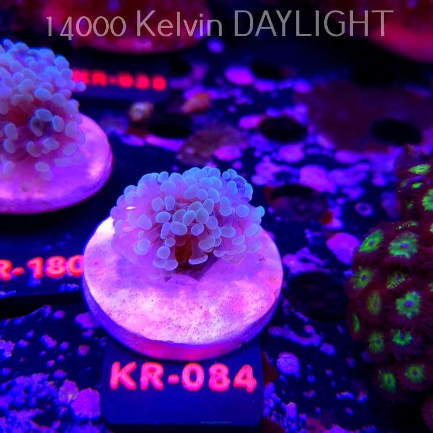 Euphyllia paraancora BLUE HOLOGRAM HAMMER (01.07.2026) KR-084