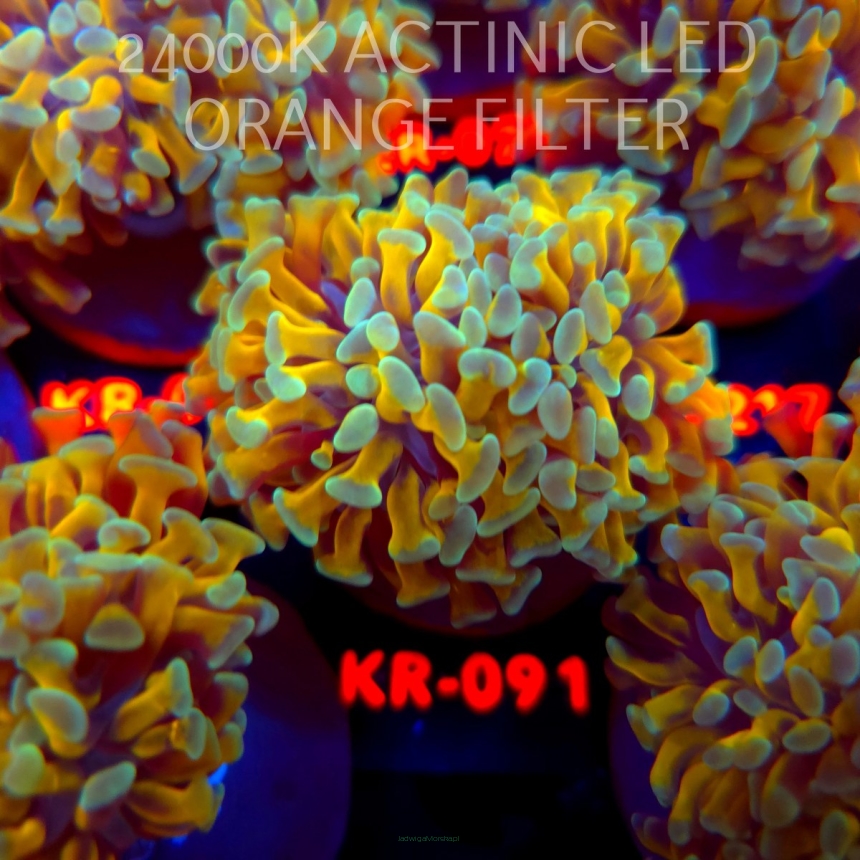 Euphyllia paraancora HOLY GRAIL HAMMER (04.04.2026) KR-091  2H