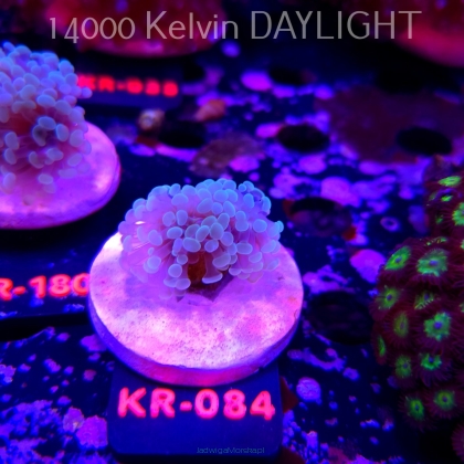 Euphyllia paraancora BLUE HOLOGRAM HAMMER (01.07.2026) KR-084