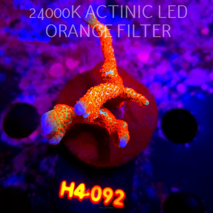 Montipora samarensis BUBBLEGUM (01.06.2026) H4-092  8cm