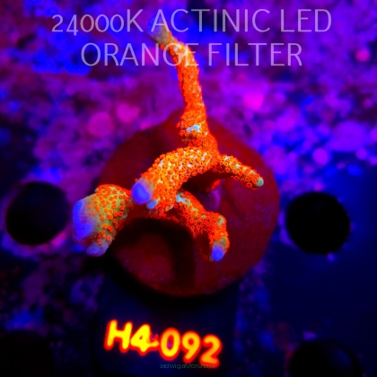 Montipora samarensis BUBBLEGUM (01.06.2026) H4-092  8cm