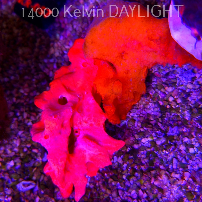 Stylotella aurantium ORANGE SPONGE (18.07.2026)  10cm