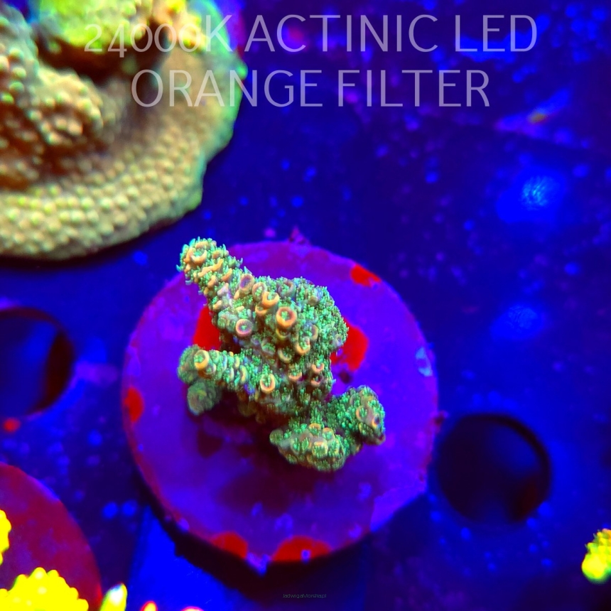 Acropora millepora CLOCKWORK ORANGE (19.03.2026) L2-068  5cm