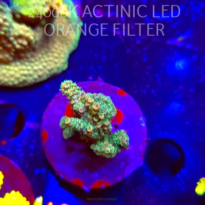 Acropora millepora CLOCKWORK ORANGE (19.03.2026) L2-068  5cm