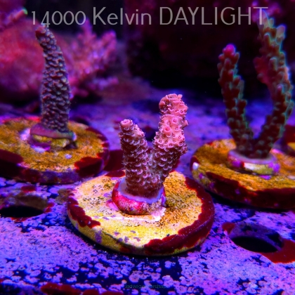 Acropora MILLEPORA PINK (24.05.2025) L2-III-21  5cm